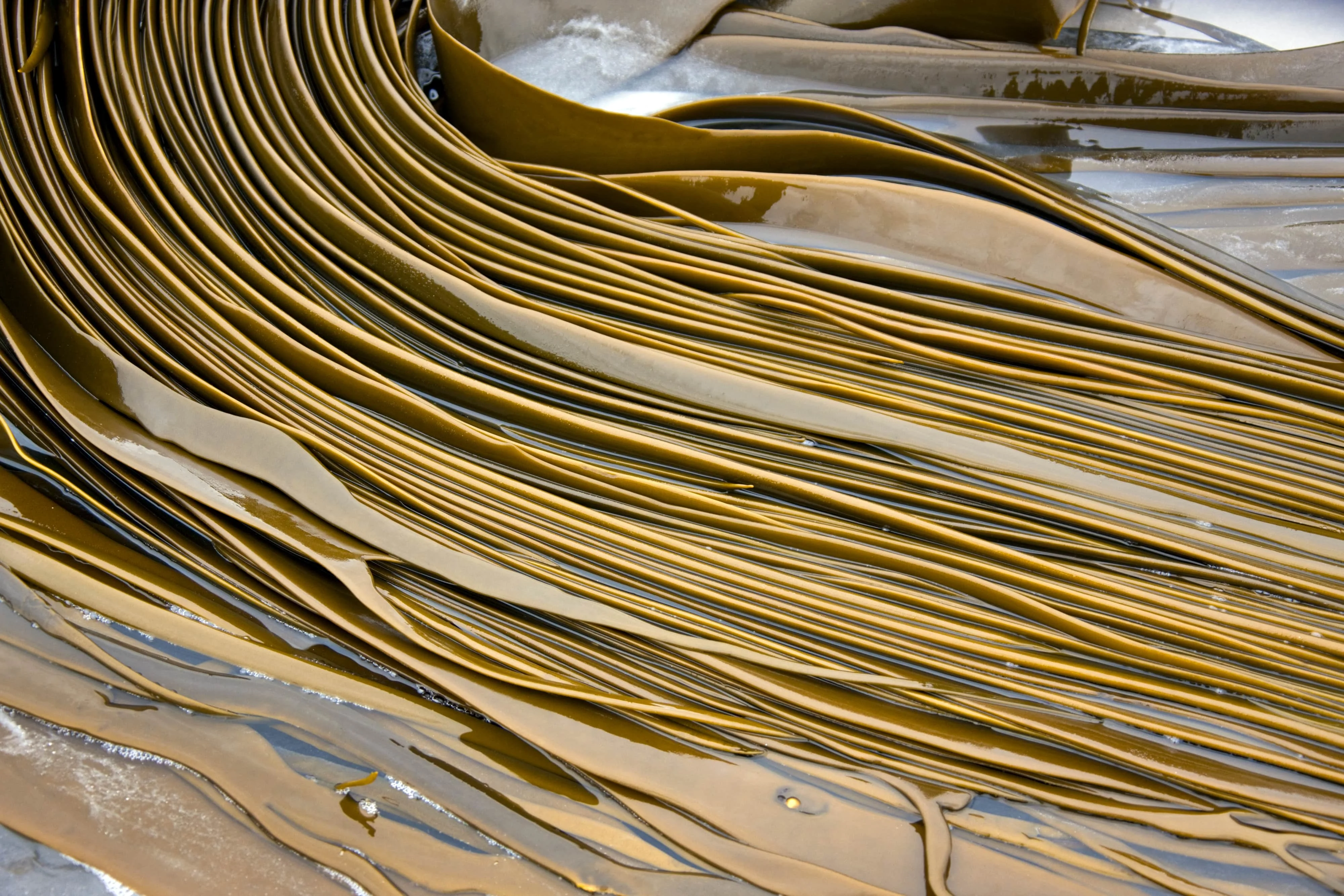 Tabii Kauçuk Nedir? Üretim Süreci, Özellikleri ve Kullanım Alanları